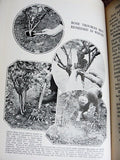 RARE The Rose Encyclopaedia By T Geoffrey W Henslow Organising Secretary Royal International Horticultural Exhibition 1912 A MUST For The Gardner Rose Lover Collectible Book