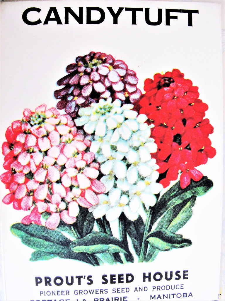 1930s COLORFUL Vintage Floral Seed Packet Perfect To Frame, Scrapbooking, Weddings, Gift For The Gardener